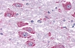 Invitrogen NPY4R Polyclonal Antibody 50 &mu;g; Unconjugated:Antibodies,