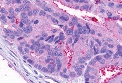 Invitrogen NPY4R Polyclonal Antibody 50 &mu;g; Unconjugated:Antibodies,
