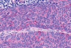 Invitrogen NPY4R Polyclonal Antibody 50 &mu;g; Unconjugated:Antibodies,