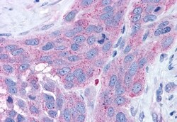 Invitrogen NPY4R Polyclonal Antibody 50 &mu;g; Unconjugated:Antibodies,