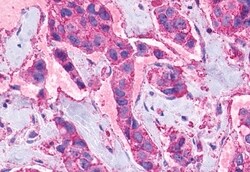 Invitrogen NPY4R Polyclonal Antibody 50 &mu;g; Unconjugated:Antibodies,