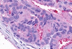 Invitrogen NPY4R Polyclonal Antibody 50 &mu;g; Unconjugated:Antibodies,