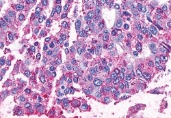 Invitrogen NPY4R Polyclonal Antibody 50 &mu;g; Unconjugated:Antibodies,