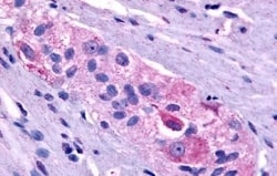 Invitrogen Prokineticin Receptor 1 Polyclonal Antibody 50 &mu;g; Unconjugated:Antibodies,