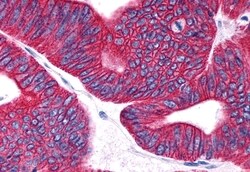 Invitrogen PTGDR Polyclonal Antibody 50 &mu;g; Unconjugated:Antibodies,