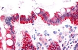 Invitrogen PTGDR Polyclonal Antibody 50 &mu;g; Unconjugated:Antibodies,