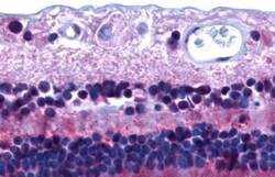 Invitrogen PTGDR Polyclonal Antibody 50 &mu;g; Unconjugated:Antibodies,
