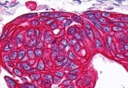 Invitrogen PTGDR Polyclonal Antibody 50 &mu;g; Unconjugated:Antibodies,