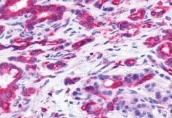 Invitrogen PTGDR Polyclonal Antibody 50 &mu;g; Unconjugated:Antibodies,