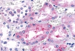 Invitrogen PTGER1 Polyclonal Antibody 50 &mu;g; Unconjugated:Antibodies,