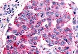 Invitrogen PTGER1 Polyclonal Antibody 50 &mu;g; Unconjugated:Antibodies,