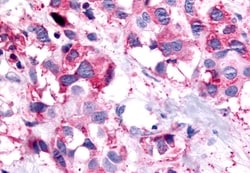 Invitrogen PTGER1 Polyclonal Antibody 50 &mu;g; Unconjugated:Antibodies,