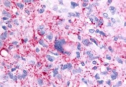 Invitrogen PTGER1 Polyclonal Antibody 50 &mu;g; Unconjugated:Antibodies,