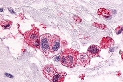 PTGER3 Polyclonal Antibody:Antibodies, Polyclonal