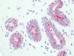 PTGER3 Polyclonal Antibody:Antibodies, Polyclonal