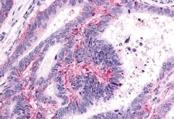 PTGER3 Polyclonal Antibody:Antibodies, Polyclonal