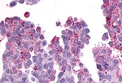 PTGER3 Polyclonal Antibody:Antibodies, Polyclonal
