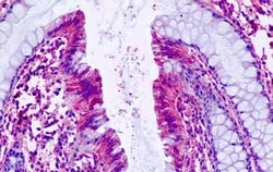 Invitrogen PTGER4 Polyclonal Antibody 50 &mu;g; Unconjugated:Antibodies,