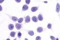 Invitrogen PTGER4 Polyclonal Antibody 50 &mu;g; Unconjugated:Anticuerpos