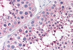Invitrogen PTGES Polyclonal Antibody 50 &mu;g; Unconjugated:Antibodies,
