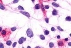 Invitrogen PTGFR Polyclonal Antibody 50 &mu;g; Unconjugated:Antibodies,