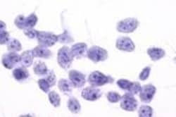 Invitrogen PTGFR Polyclonal Antibody 50 &mu;g; Unconjugated:Antibodies,