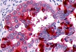 Invitrogen PTGFR Polyclonal Antibody 50 &mu;g; Unconjugated:Antibodies,