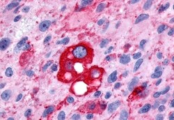 Invitrogen PTGFR Polyclonal Antibody 50 &mu;g; Unconjugated:Antibodies,