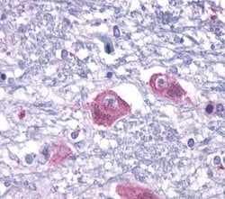 Invitrogen PTH2R Polyclonal Antibody 50 &mu;g; Unconjugated:Antibodies,