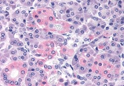 Invitrogen PTH2R Polyclonal Antibody 50 &mu;g; Unconjugated:Antibodies,