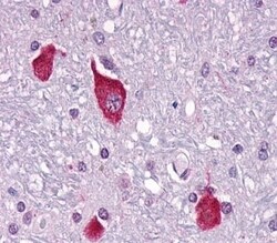 Invitrogen PTH2R Polyclonal Antibody 50 &mu;g; Unconjugated:Antibodies,