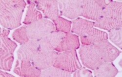 Invitrogen PTPRA Polyclonal Antibody 50 &mu;g; Unconjugated:Antibodies,