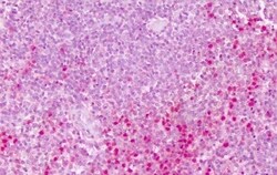 Invitrogen PTPRE Polyclonal Antibody 50 &mu;g; Unconjugated:Antibodies,
