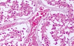 Invitrogen PTPRE Polyclonal Antibody 50 &mu;g; Unconjugated:Antibodies,