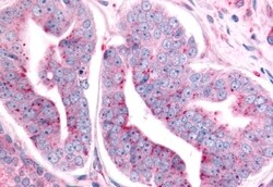 Invitrogen PTPRE Polyclonal Antibody 50 &mu;g | Buy Online | Invitrogen&trade; | Fisher Scientific