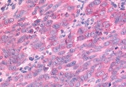 Invitrogen PTPRE Polyclonal Antibody 50 &mu;g | Buy Online | Invitrogen&trade; | Fisher Scientific