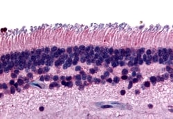 Invitrogen PTPRM Polyclonal Antibody 50 &mu;g; Unconjugated:Antibodies,