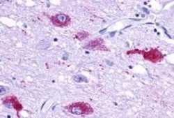 Invitrogen QRFPR Polyclonal Antibody 50 &mu;g | Buy Online | Invitrogen&trade; | Fisher Scientific