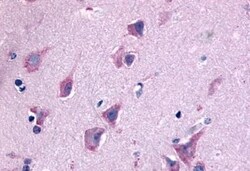 Invitrogen QRFPR Polyclonal Antibody 50 &mu;g; Unconjugated:Antibodies,