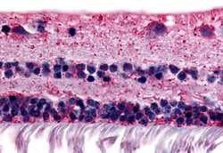 Invitrogen RGR Polyclonal Antibody 50 &mu;g; Unconjugated:Antibodies, Polyclonal