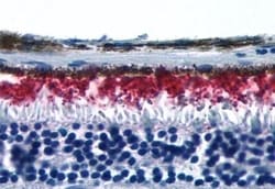 Invitrogen Rhodopsin Polyclonal Antibody 50 &mu;g; Unconjugated:Antibodies,