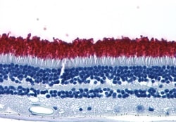 Invitrogen Rhodopsin Polyclonal Antibody 50 &mu;g; Unconjugated:Antibodies,