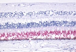 Invitrogen Rhodopsin Polyclonal Antibody 50 &mu;g; Unconjugated:Antibodies,