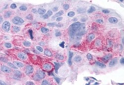Invitrogen ROR gamma Polyclonal Antibody 50 &mu;g; Unconjugated:Antibodies,