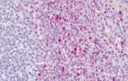 Invitrogen ROR gamma Polyclonal Antibody 50 &mu;g; Unconjugated:Antibodies,