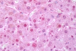 Invitrogen ROR gamma Polyclonal Antibody 50 &mu;g; Unconjugated:Antibodies,
