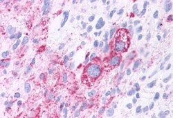 Invitrogen ROR gamma Polyclonal Antibody 50 &mu;g; Unconjugated:Antibodies,