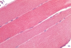 Invitrogen ROR gamma Polyclonal Antibody 50 &mu;g; Unconjugated:Antibodies,