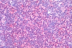 Invitrogen ROR gamma Polyclonal Antibody 50 &mu;g; Unconjugated:Antibodies,