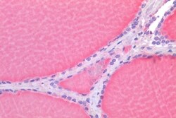 Invitrogen ROR gamma Polyclonal Antibody 50 &mu;g; Unconjugated:Antibodies,